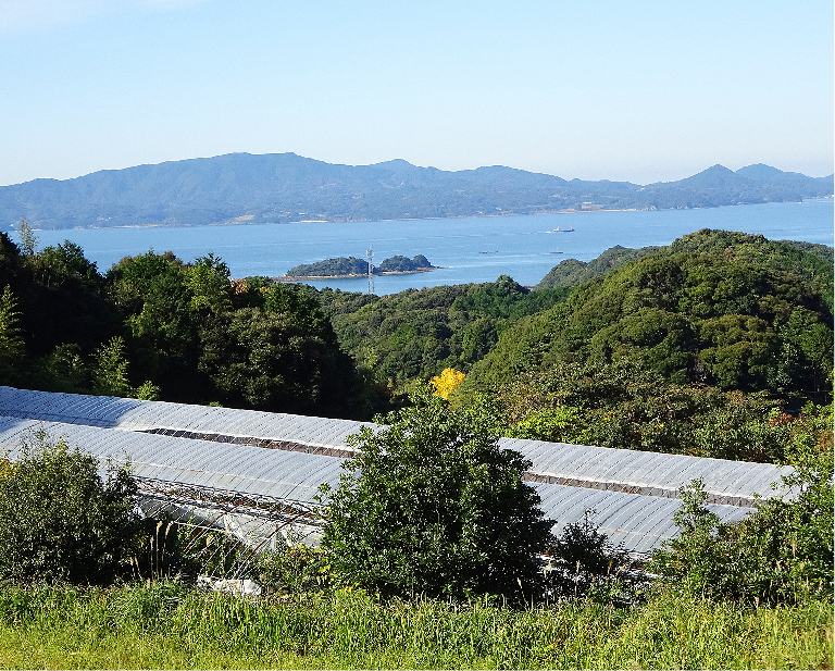 日本で唯一生息する新品種の香酸かんきつ類「味美(みよし)」を生産する三好園