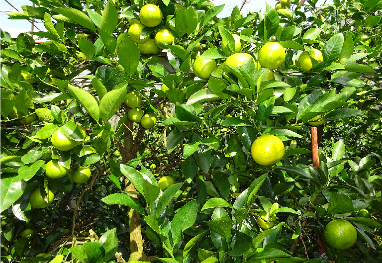 日本で唯一生息する新品種の香酸かんきつ類「味美(みよし)」栽培風景