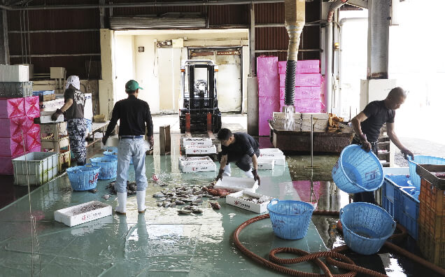 新鮮な海の幸が集まる宇久島の漁協